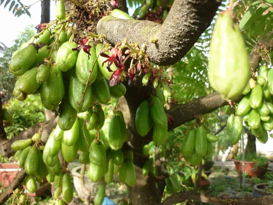 Cây khế tàu