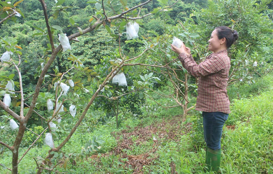 Chăm sóc cây ổi