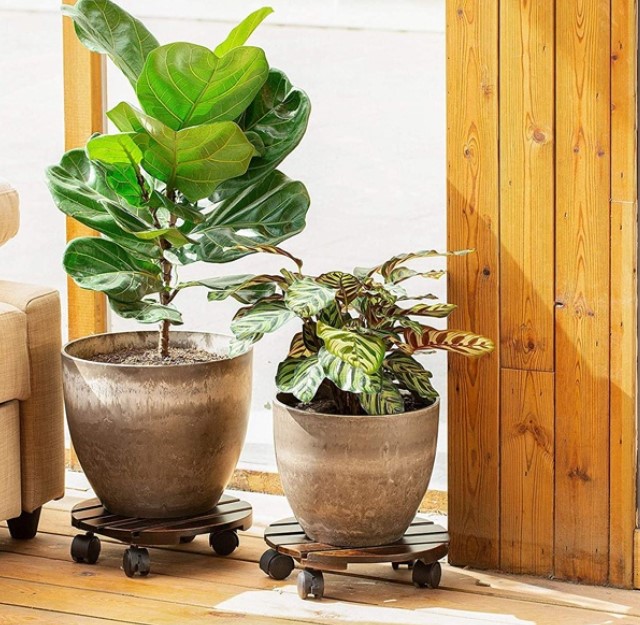 Đế chậu cây có bánh xe chất liệu gỗ - OnlyPlants VN