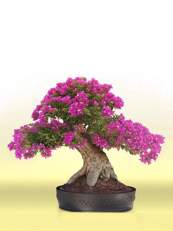 Cách chăm sóc hoa giấy bonsai cần những lưu ý gì?