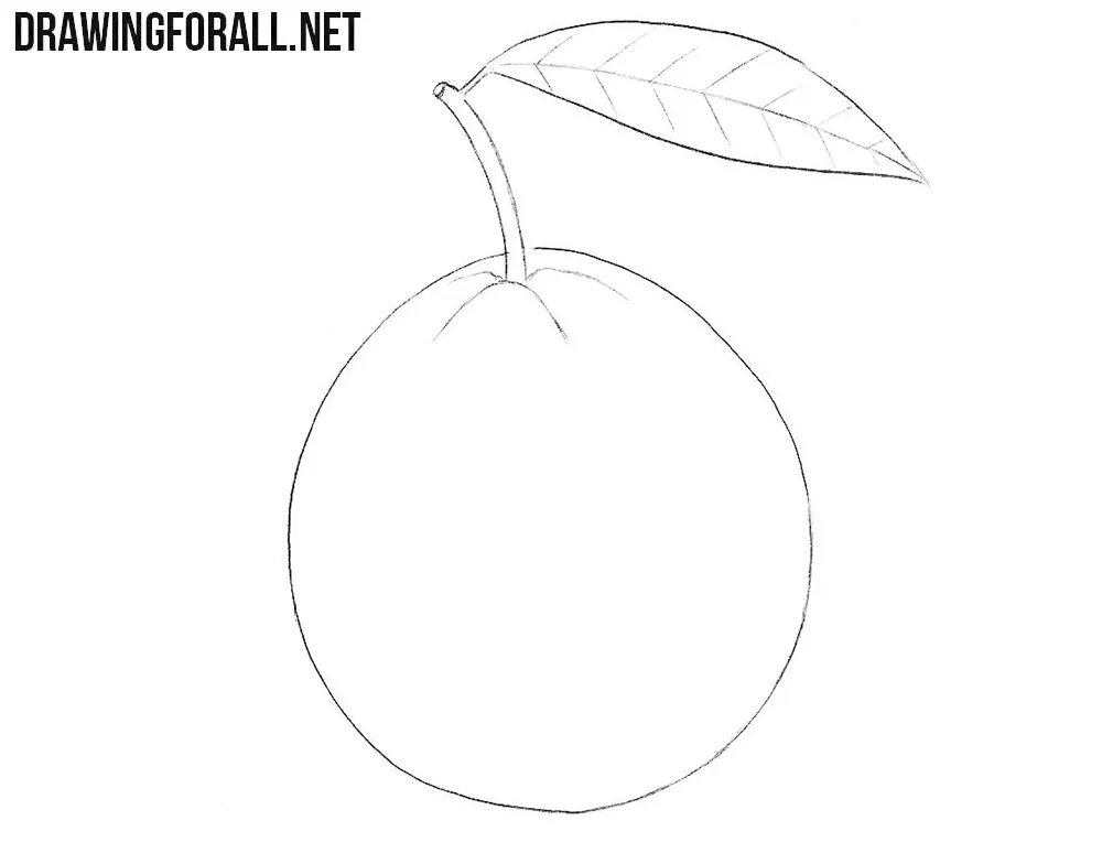 3 How to draw a Guava fruit.jpg - Hướng dẫn cách Vẽ quả ổi đơn giản