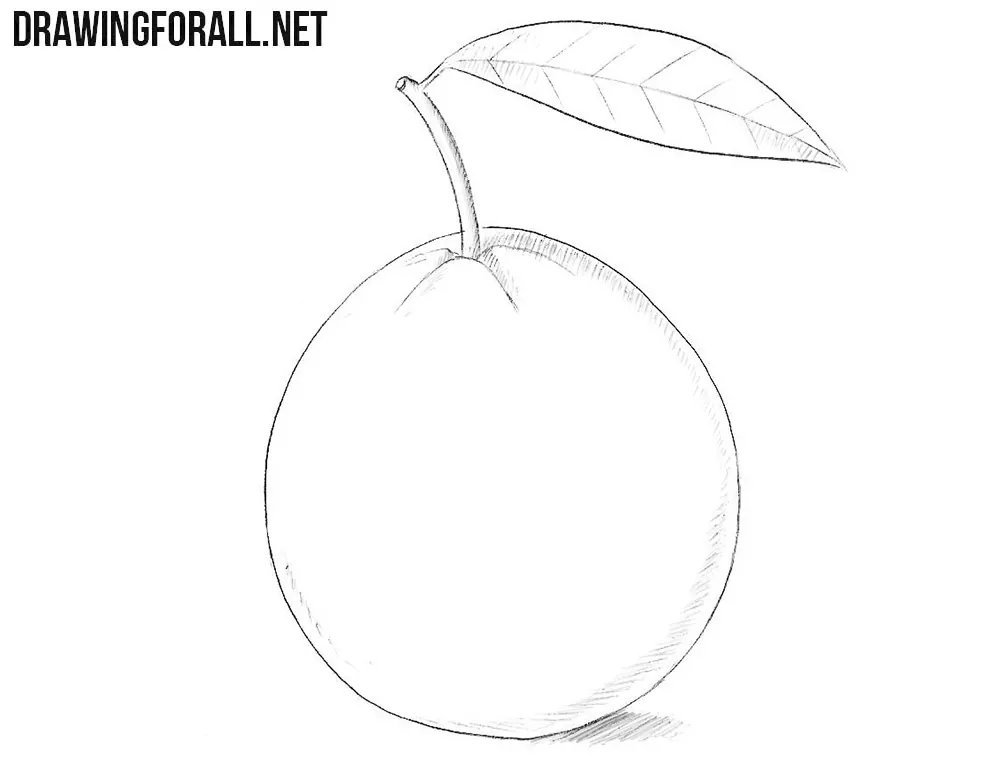 0 Guava drawing.jpg - Hướng dẫn cách Vẽ quả ổi đơn giản