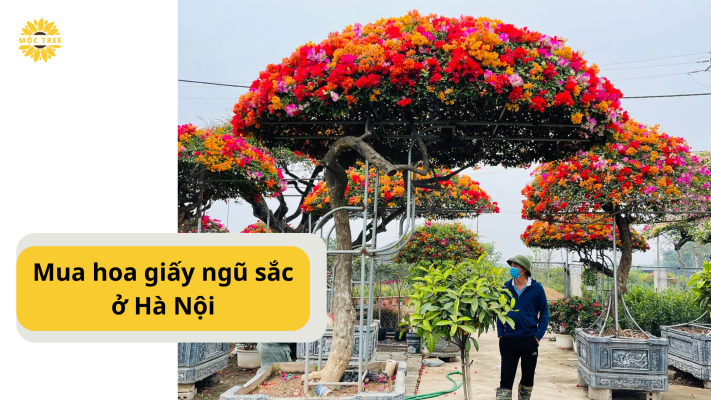 mua hoa giấy ngũ sắc ở hà nội