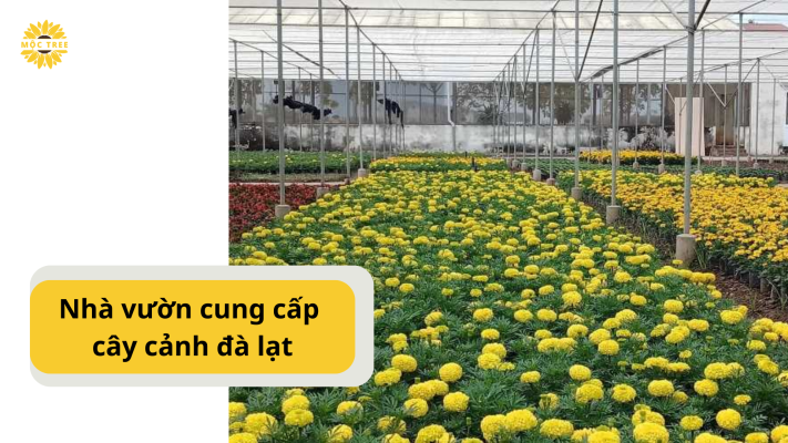 nhà vườn cung cấp cây cảnh đà lạt