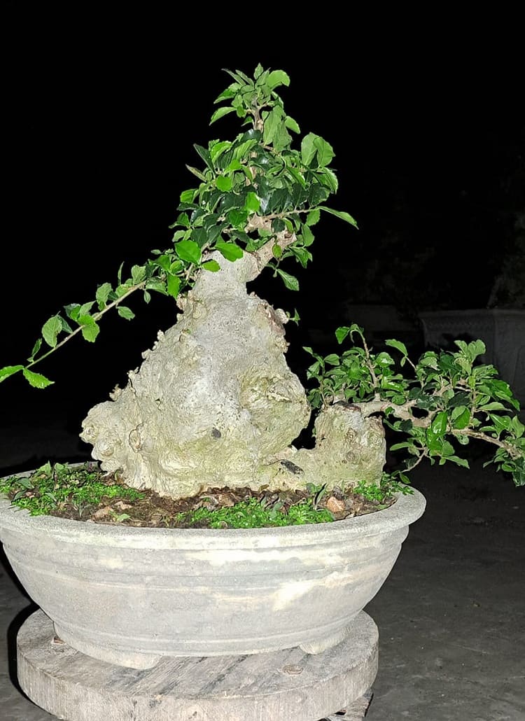 Cây Duối bonsai