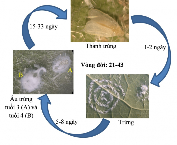 Vòng đời của rầy phấn trắng Aleurodicus dispersus thường gây hại trên ổi. Đồ hoạ: Thành Tín.