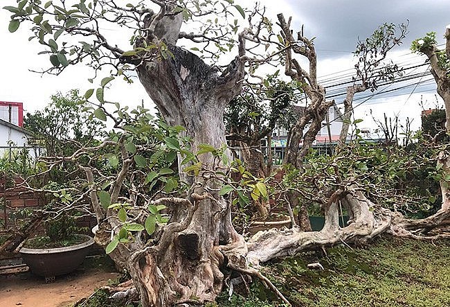 Cộng đồng mạng - Siêu cây ổi dáng 'kỳ quái' và phi vụ ngã giá dậy sóng giới cây cảnh (Hình 2).