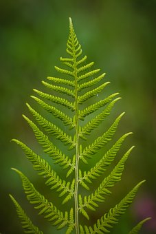 Dương Xỉ, Nhà Máy, Màu Xanh Lá Cây