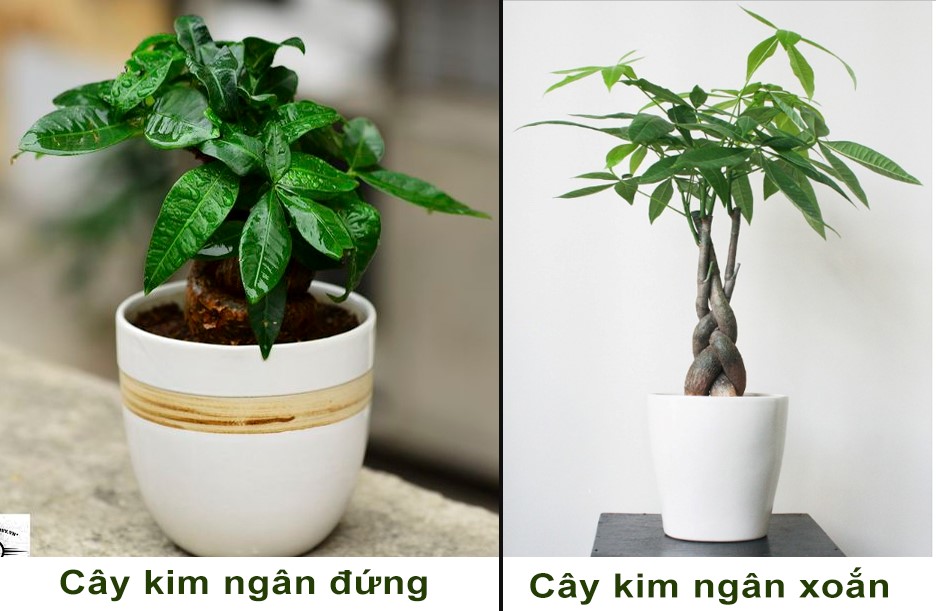 cây cảnh mini để bàn phong thủy trong nhà văn phòng