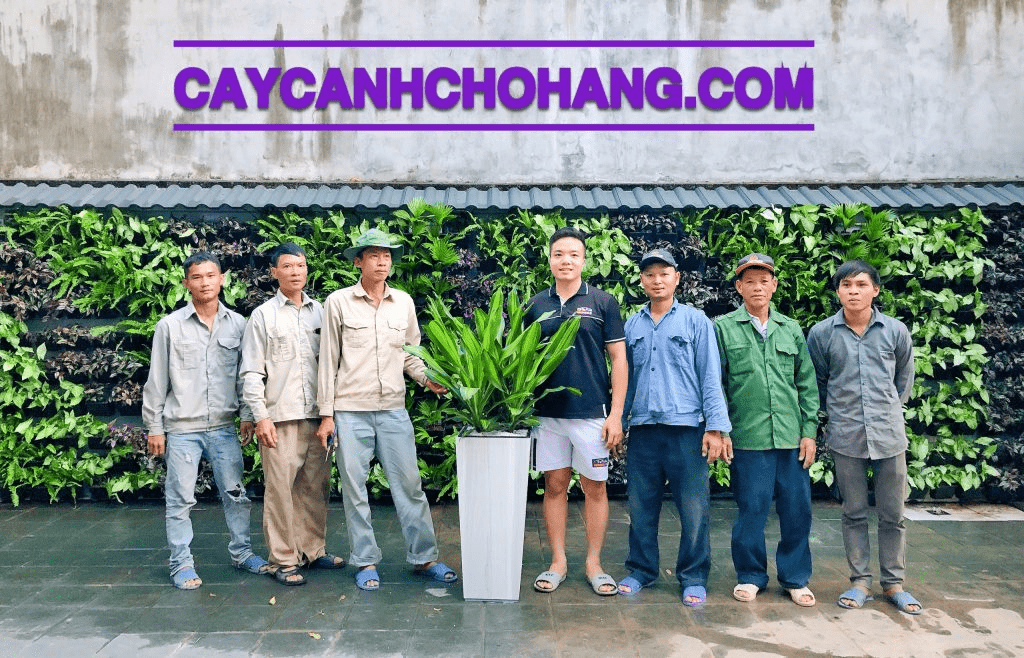 Cây cảnh Chợ Hàng