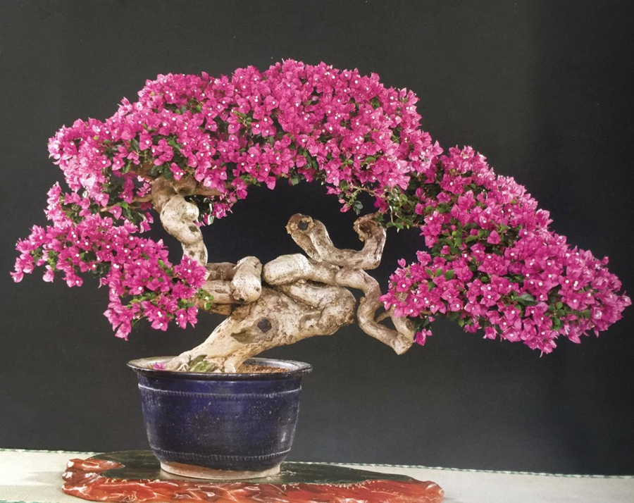 trong-bong-giay-bonsai