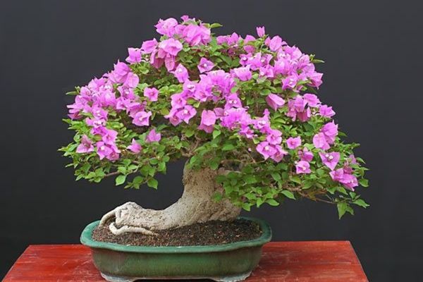 thế cây hoa giấy bonsai