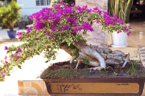 TOP 10+ CÂY HOA GIẤY BONSAI ĐẸP NHẤT 2023