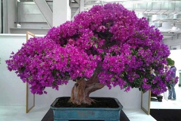 thế cây hoa giấy bonsai