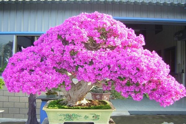 Các dáng hoa giấy bonsai có kiểu dáng đẹp thu hút - 21/02/2024