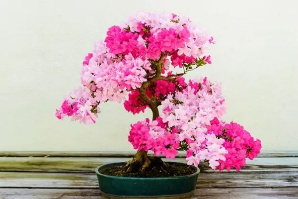 thế cây bonsai đẹp