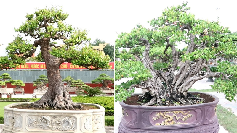 Cây khế bonsai tô điểm thêm cho ngôi nhà