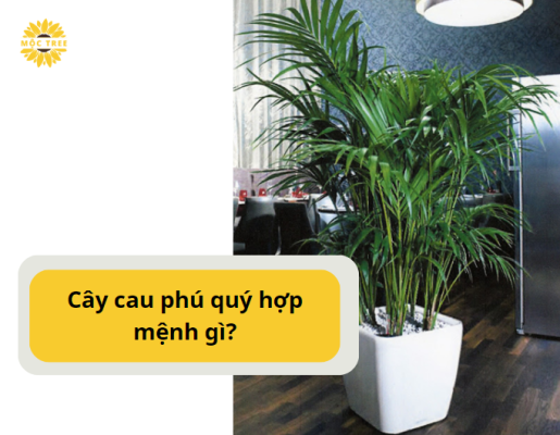 Cây cau phú quý hợp mệnh gì