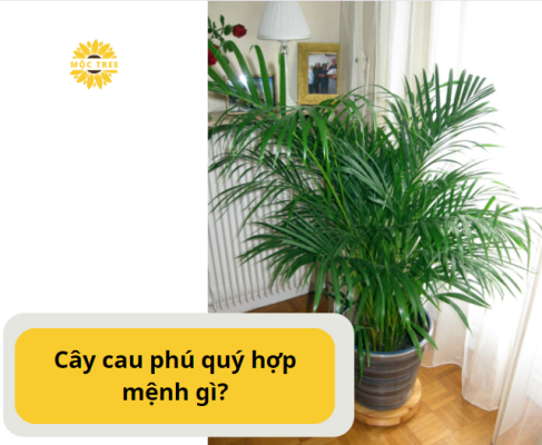 Cây cau phú quý hợp mệnh gì