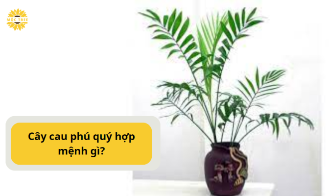 Cây cau phú quý hợp mệnh gì