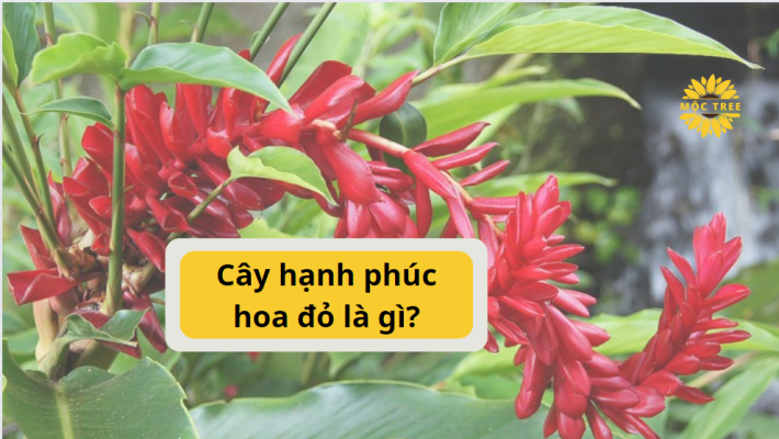 Cây hạnh phúc hoa đỏ là gì