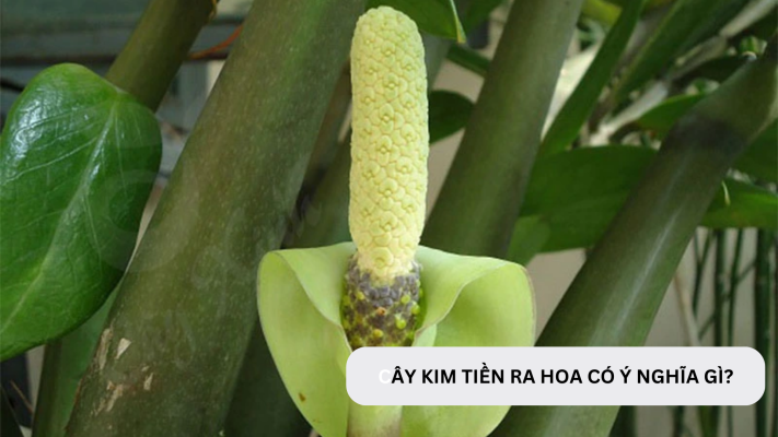 Cây kim tiền ra hoa báo hiệu điều gì?