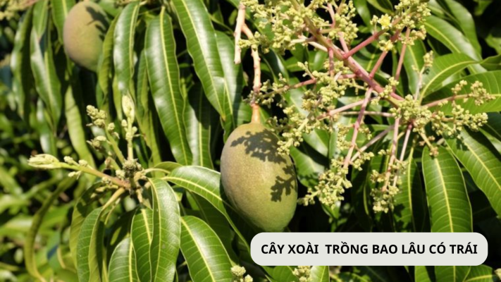 Cây xoài trồng bao lâu có trái?