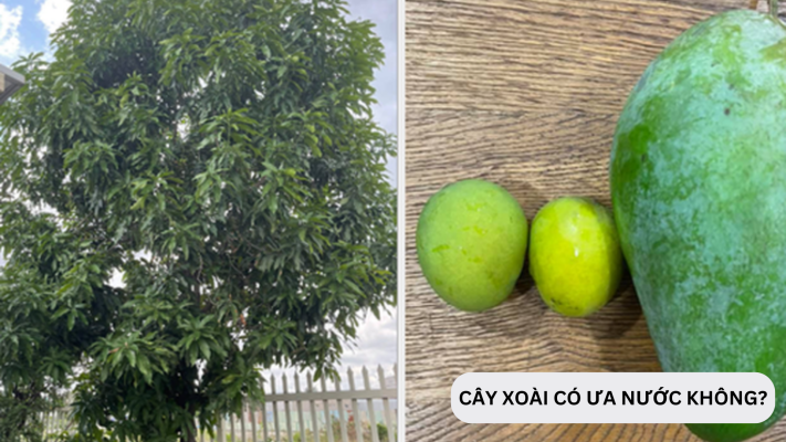 Cây xoài có ưa nước không?