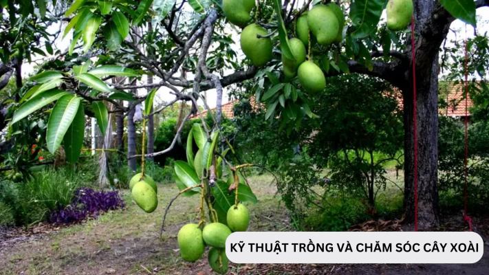 Kỹ thuật chăm sóc cây xoài và trồng xoài