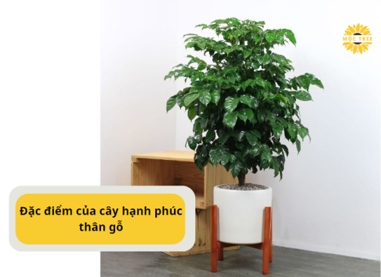 Đặc điểm của cây hạnh phúc thân gỗ