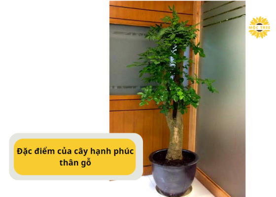 Đặc điểm của cây hạnh phúc thân gỗ