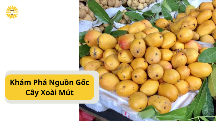 Khám Phá Nguồn Gốc Cây Xoài Mút