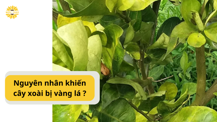 Nguyên nhân khiến cây xoài bị vàng lá ?