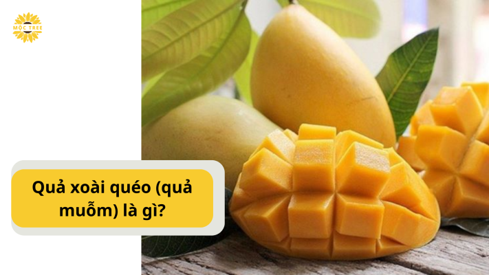 Quả xoài quéo (quả muỗm) là gì?