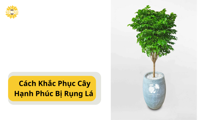 Nguyên Nhân & Cách Khắc Phục Cây Hạnh Phúc Bị Rụng Lá