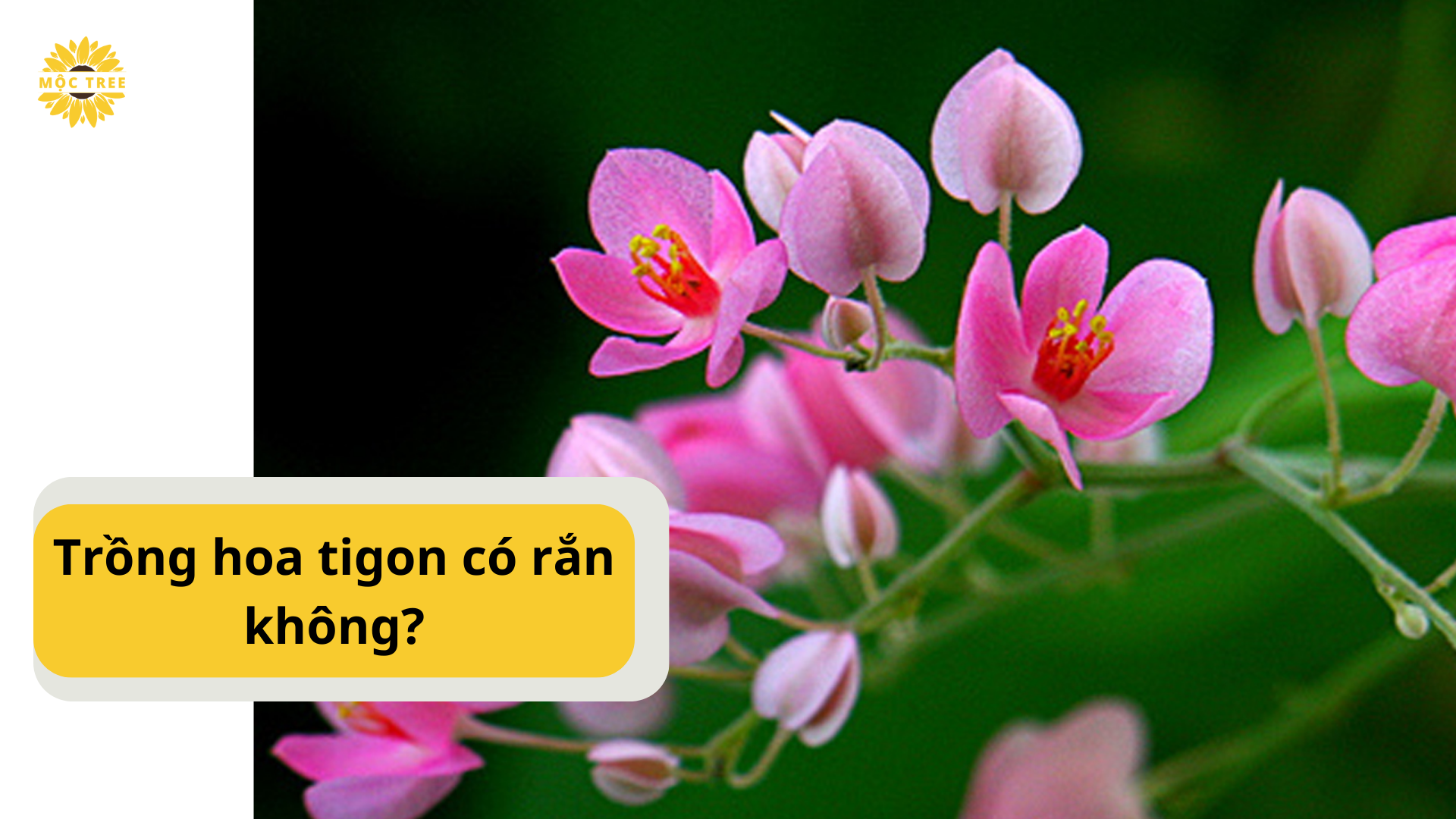 Trồng hoa tigon có rắn không?