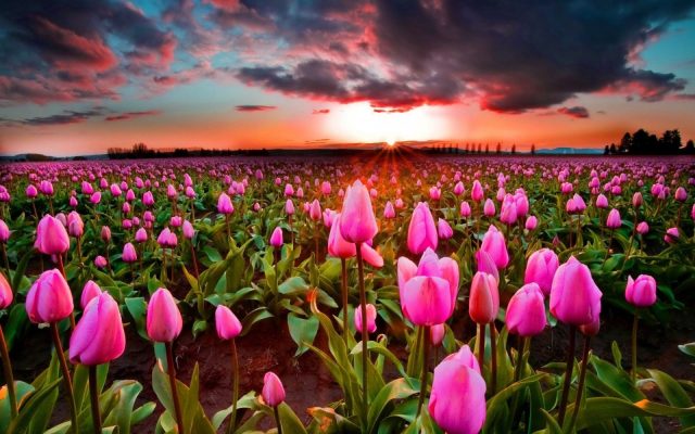 Ý nghĩa của các loài hoa - ý nghĩa các loài hoa tulip