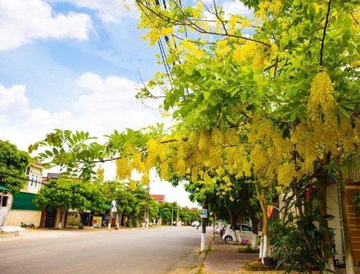 cây hoàng hậu - Cách chăm sóc hoa hoàng hậu