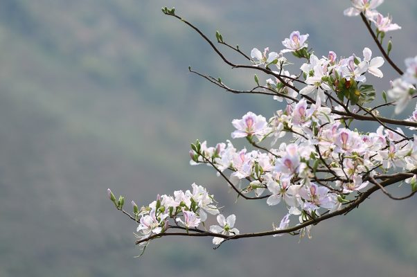 Ý nghĩa của các loài hoa - Ý nghĩa các loài hoa trên thế giới