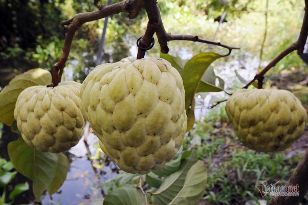 Tổng quan về cây na hoàng hậu