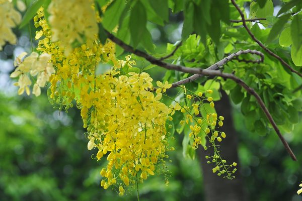 Cây hoàng hậu