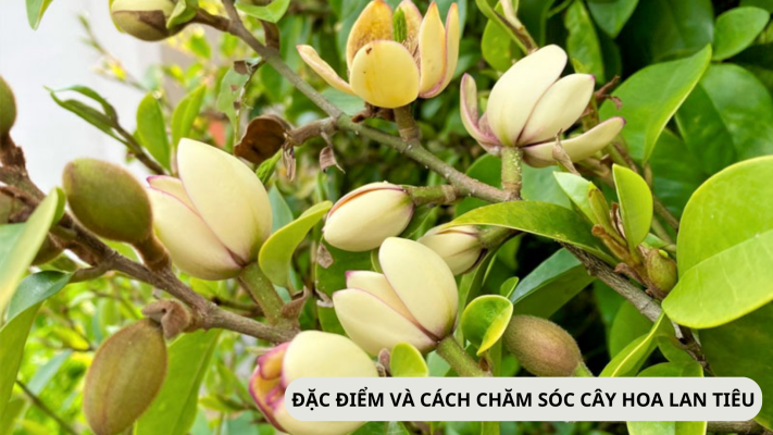 Đặc điểm và ý nghĩa của hoa lan tiêu