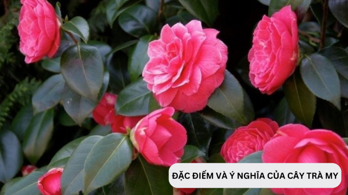 Đặc điểm và cách chọn cây trà my tứ quý