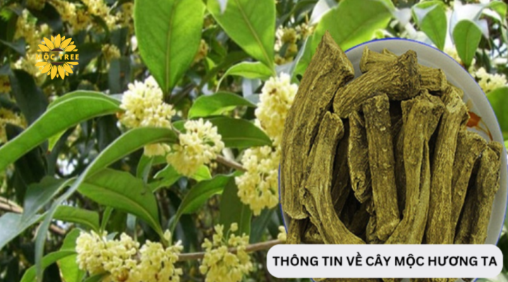 Thông tin về cây mộc hương ta