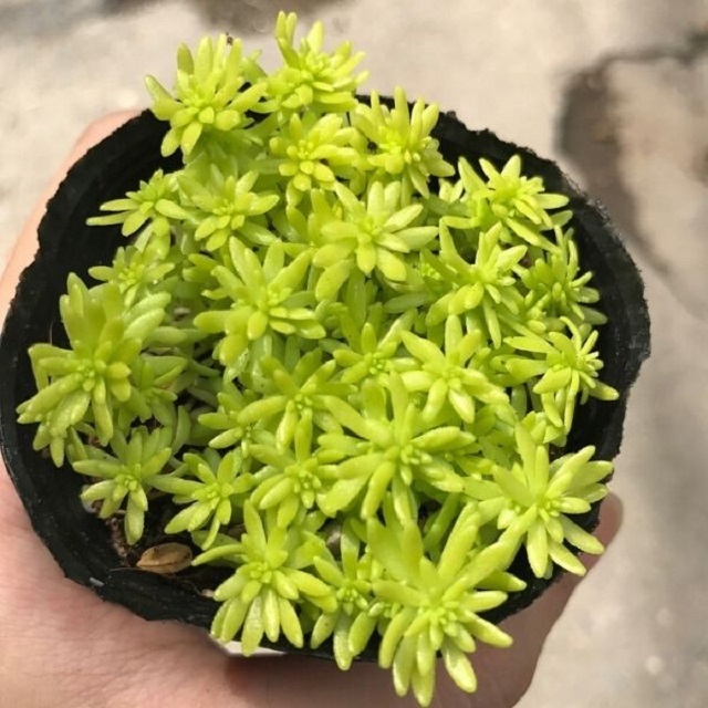 Công dụng và ứng dụng của cây sen đá Sedum