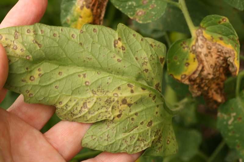 Septoria Leaf Spot of Tomato | Garden problems, Tomato garden, Leaves