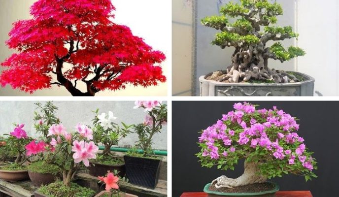 Đặc điểm và ý nghĩa cây cảnh bonsai