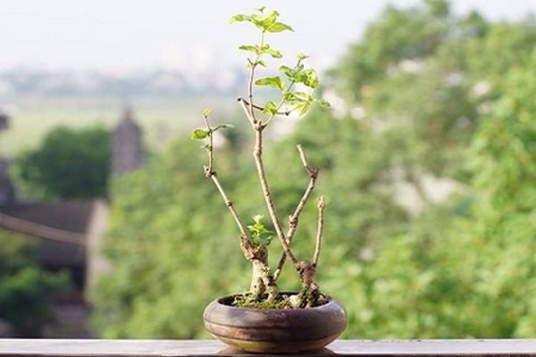 Các loại cây bonsai được ưa chuộng nhất hiện nay