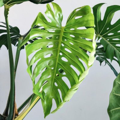 Đặc điểm cách trồng Monstera