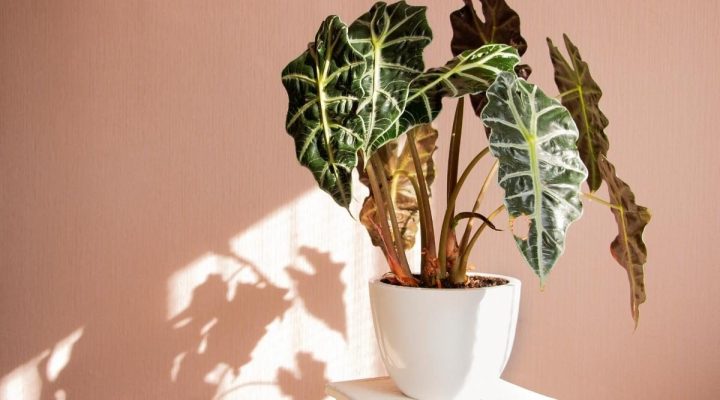 Đặc điểm, cách trồng vầ nhân giống Alocasia